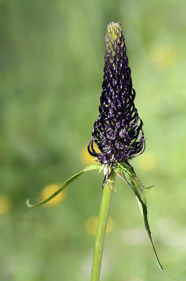 Phyteuma ovatum / Raponzolo plumbeo